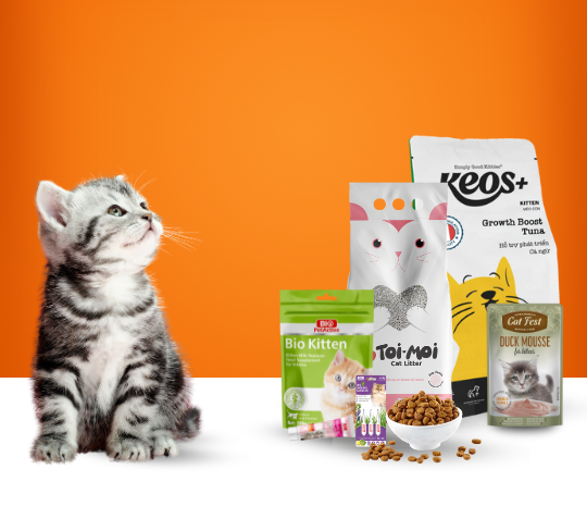 What your kitten needs