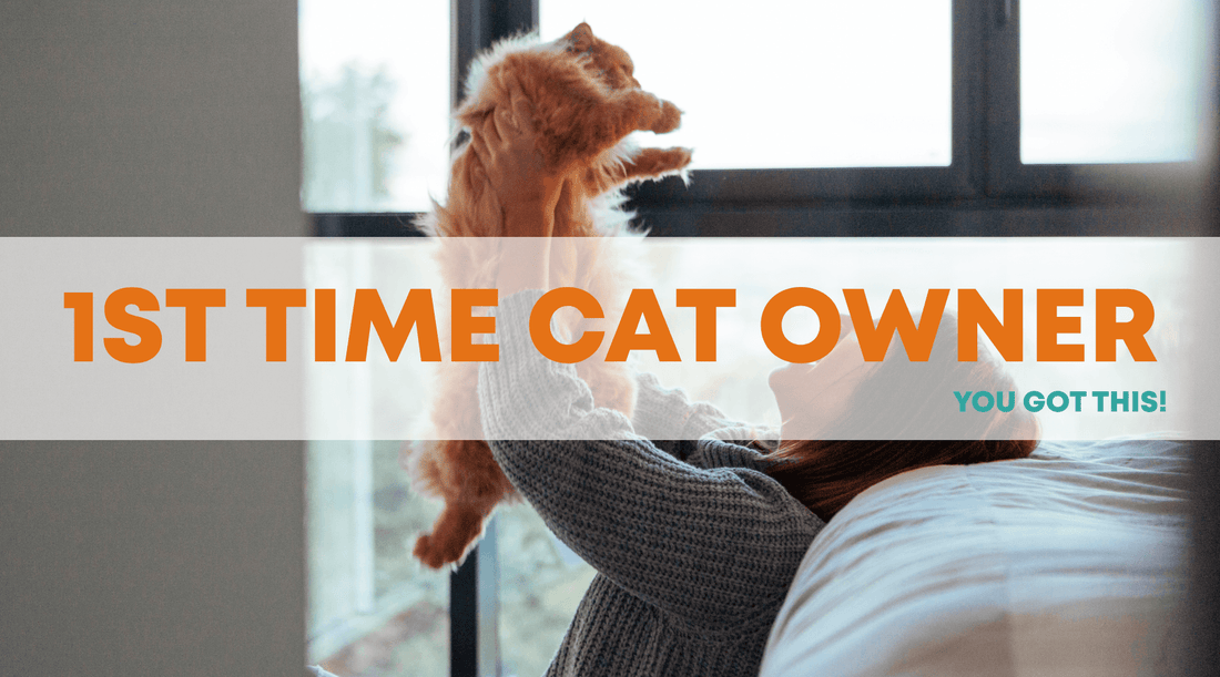 First time cat owner? You got this! - Petzone Kenya