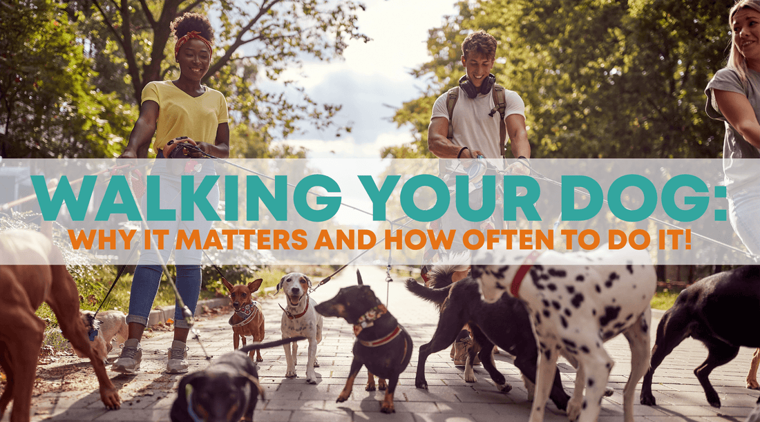 Why Walking Your Pet Matters More Than You Think (and How Often to Do It) - Petzone Kenya