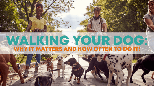 Why Walking Your Pet Matters More Than You Think (and How Often to Do It) - Petzone Kenya
