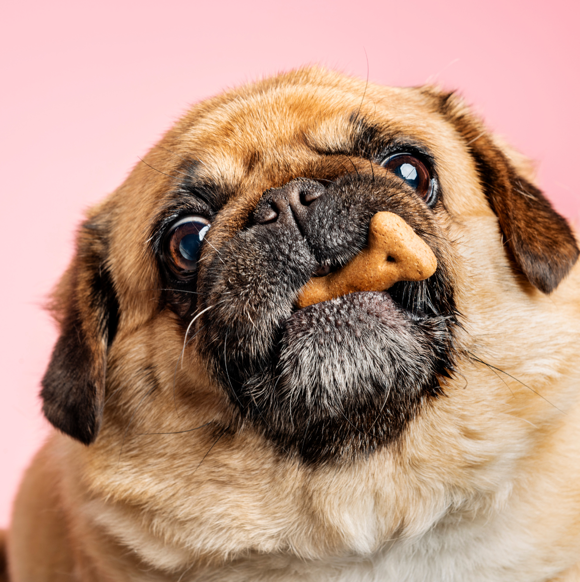 Pug eating Biscuit