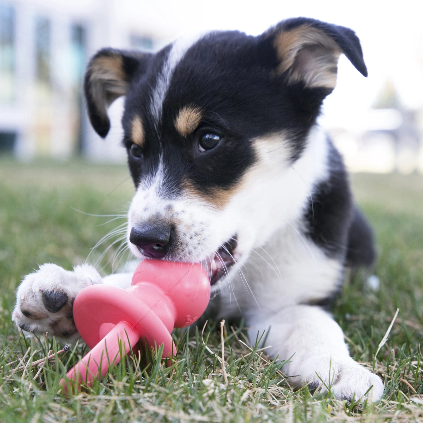 KONG Puppy Binkie