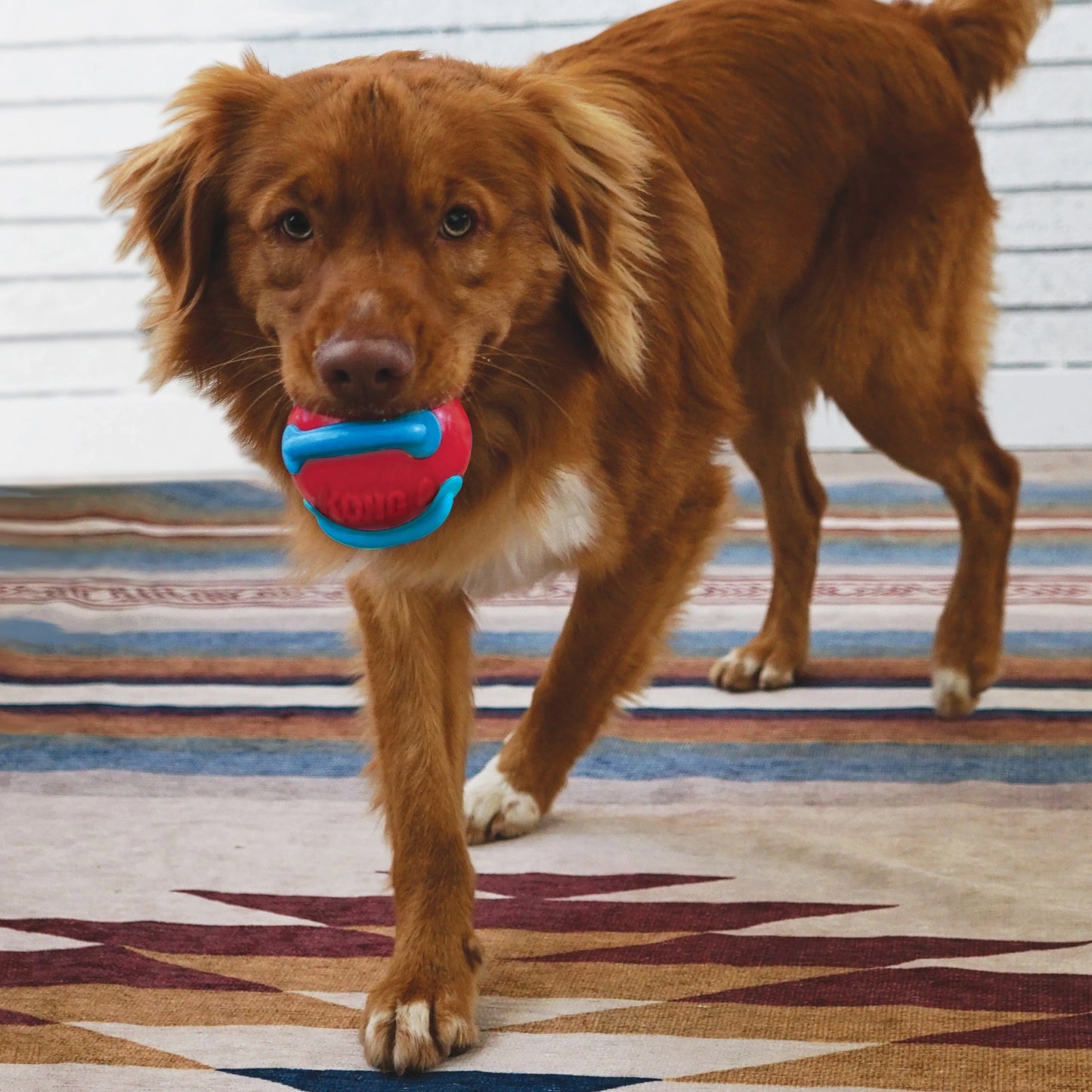 KONG Jaxx Brights Tug w/Ball Assorted