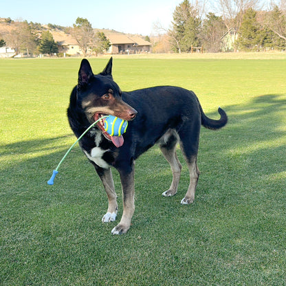 KONG Bunji High-Viz Ball Assorted