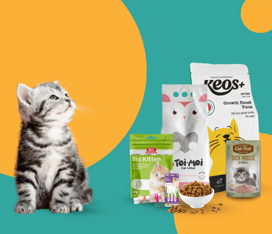 What your kitten needs