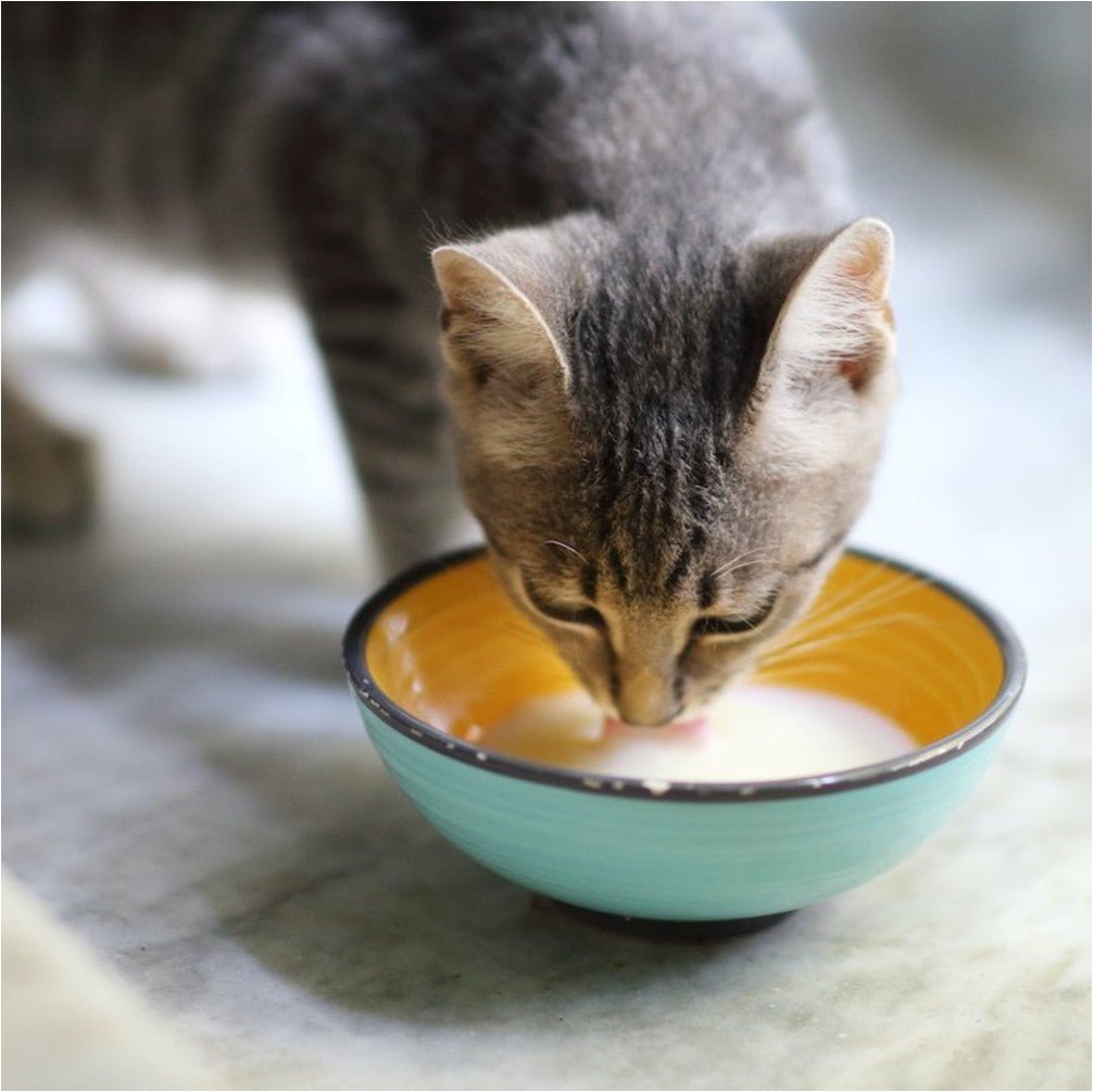 Howbone Goat's Milk - Formulated Powder for Cats 300g - Petzone Kenya