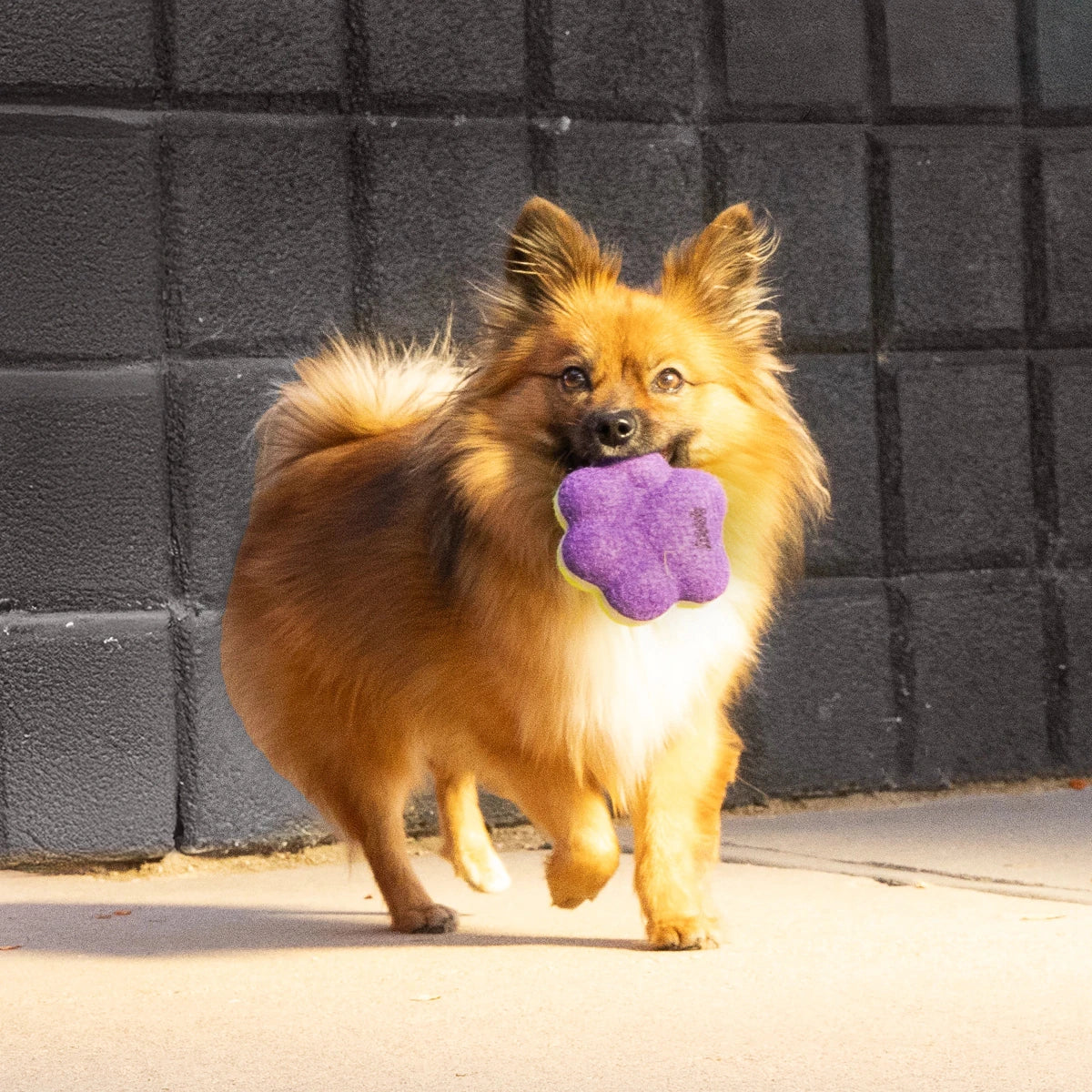 KONG AirDog Squeaker Paw - Petzone Kenya