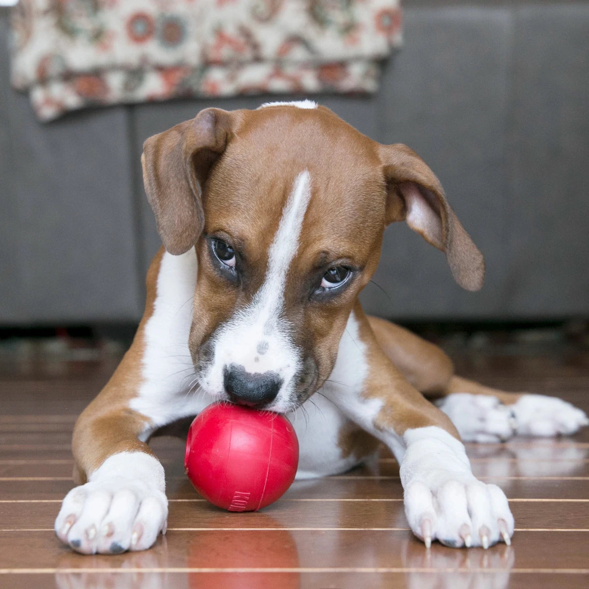 KONG Ball w/Hole - Petzone Kenya