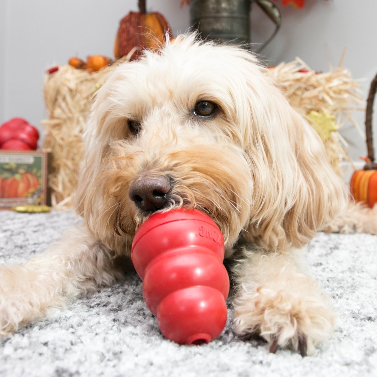 KONG Classic - Petzone Kenya