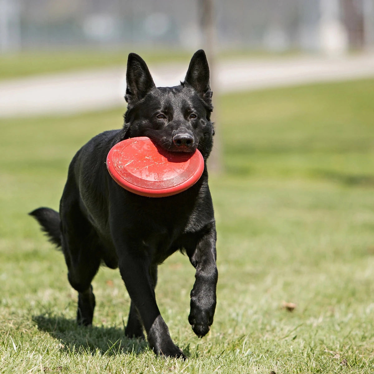 KONG Flyer - Petzone Kenya
