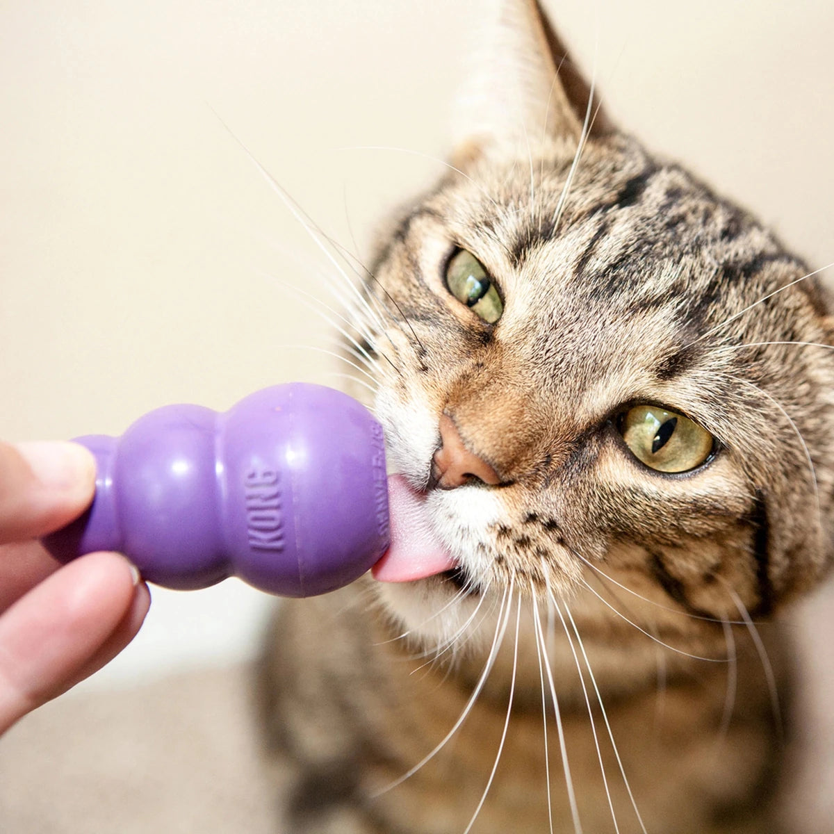 KONG Kitty KONG - Petzone Kenya