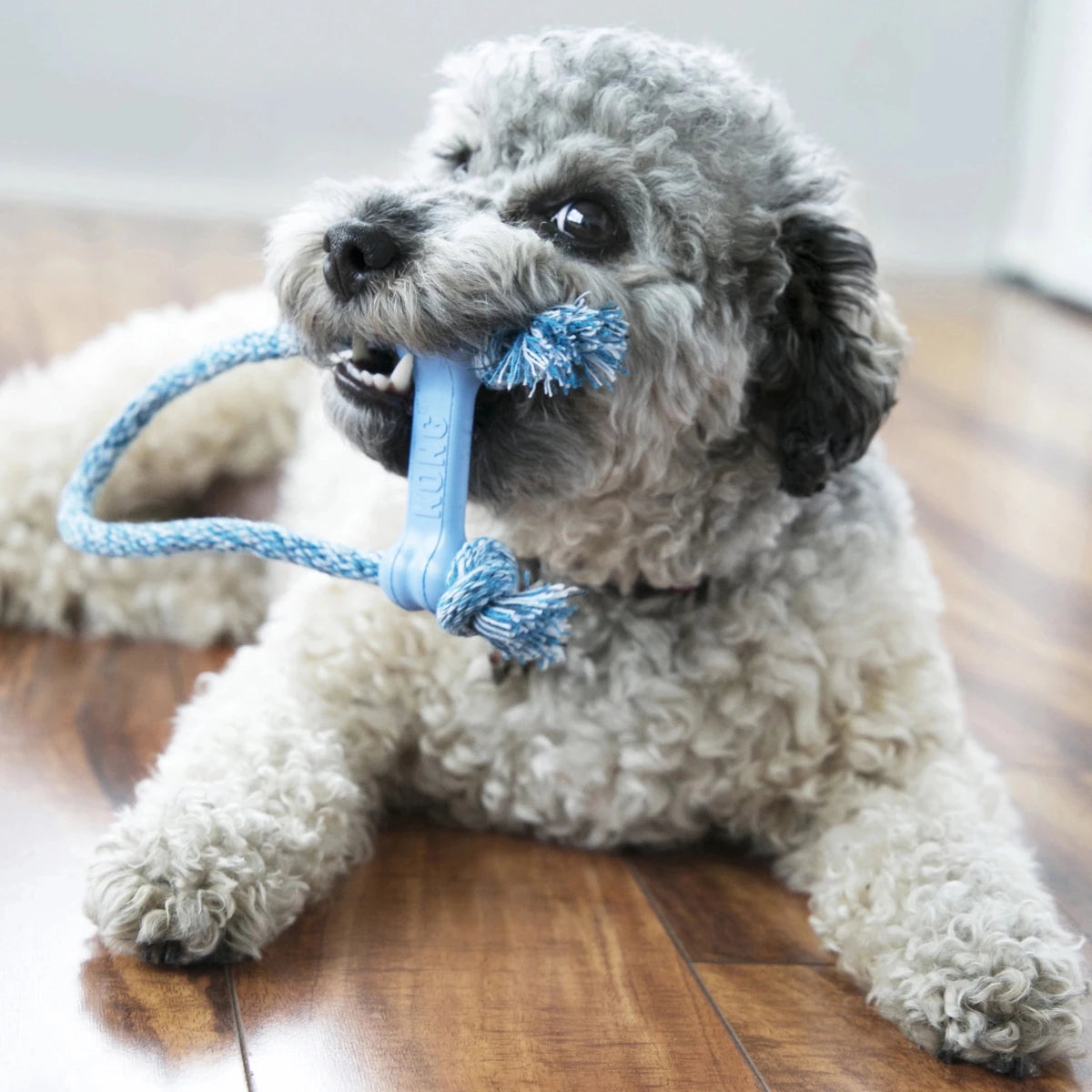 KONG Puppy Goodie Bone w/Rope - Petzone Kenya