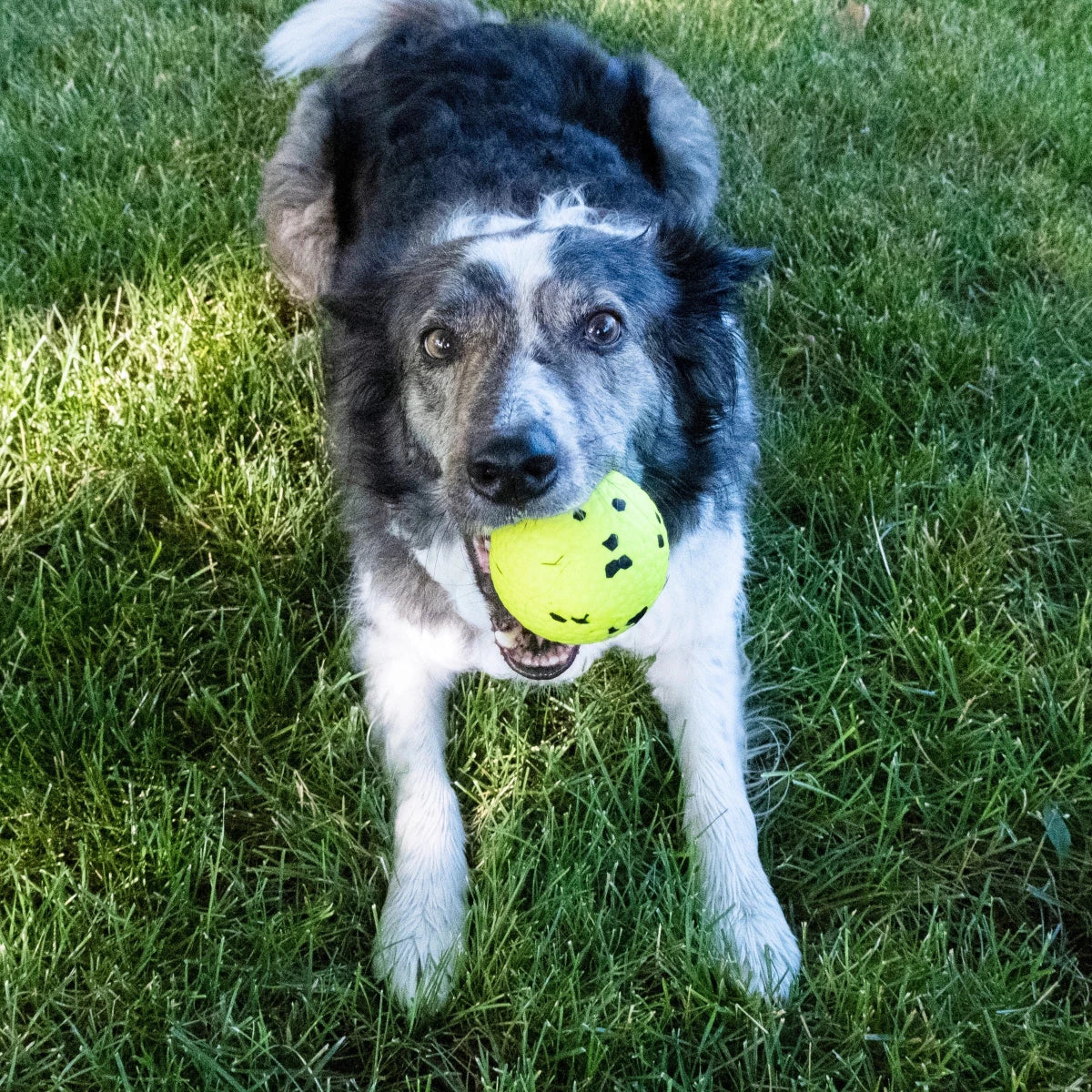 KONG Reflex Ball - Petzone Kenya