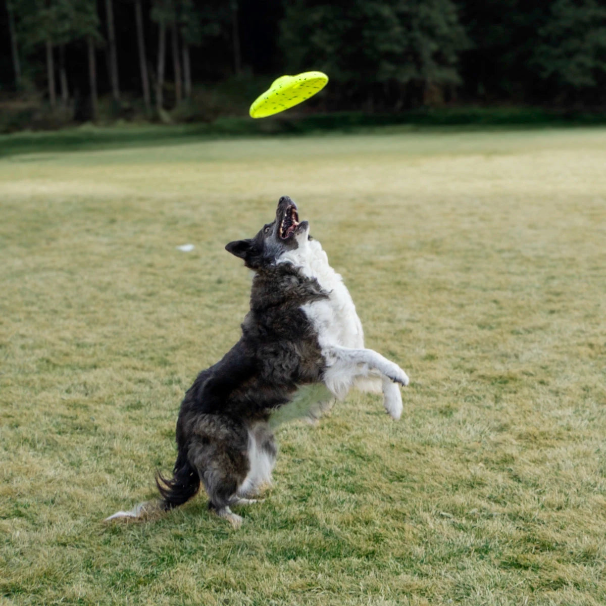 KONG Reflex Glide Flyer - Petzone Kenya