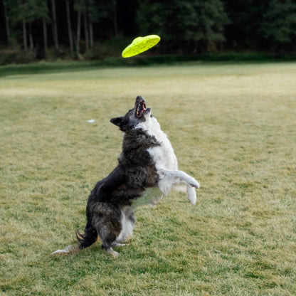 KONG Reflex Glide Flyer - Petzone Kenya