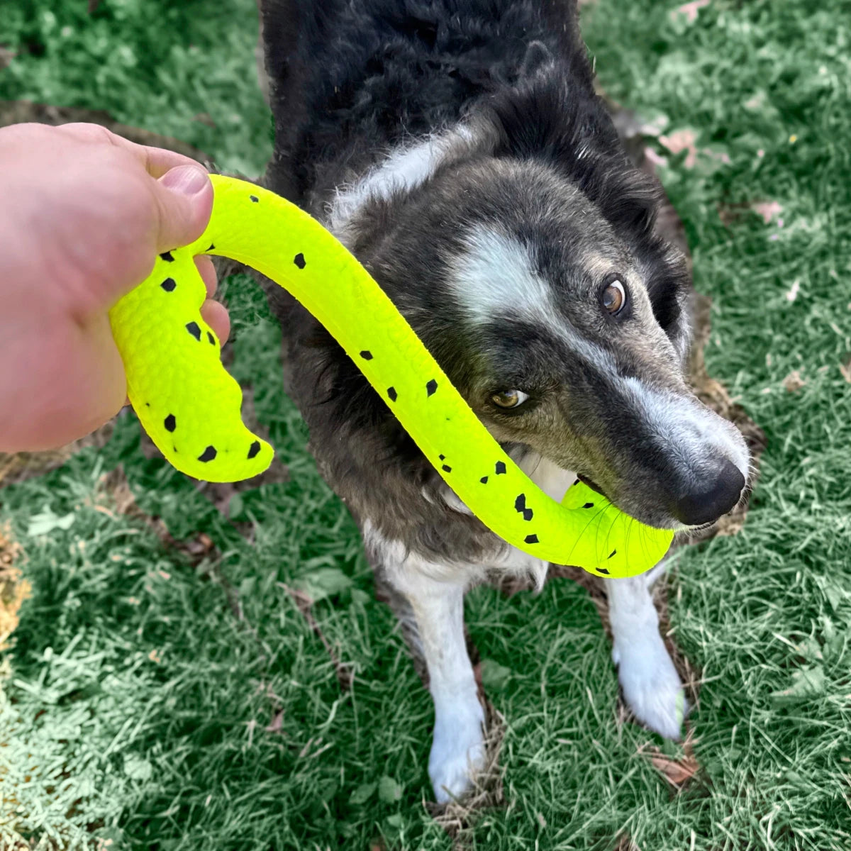 KONG Reflex Tug 'n Fetch - Petzone Kenya