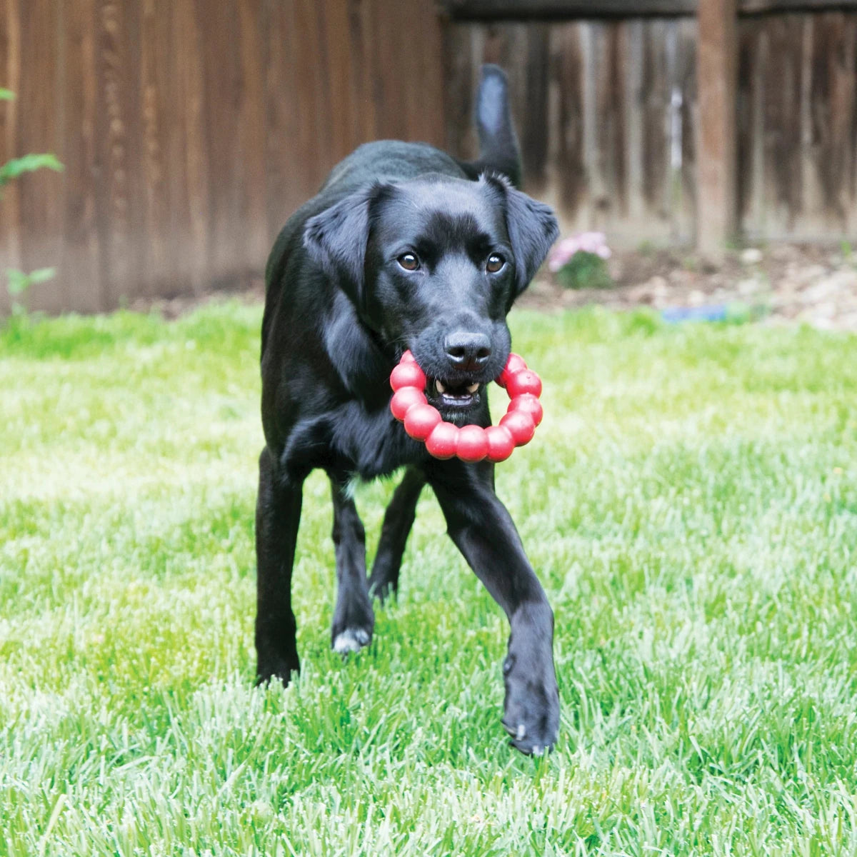 KONG Ring - Petzone Kenya