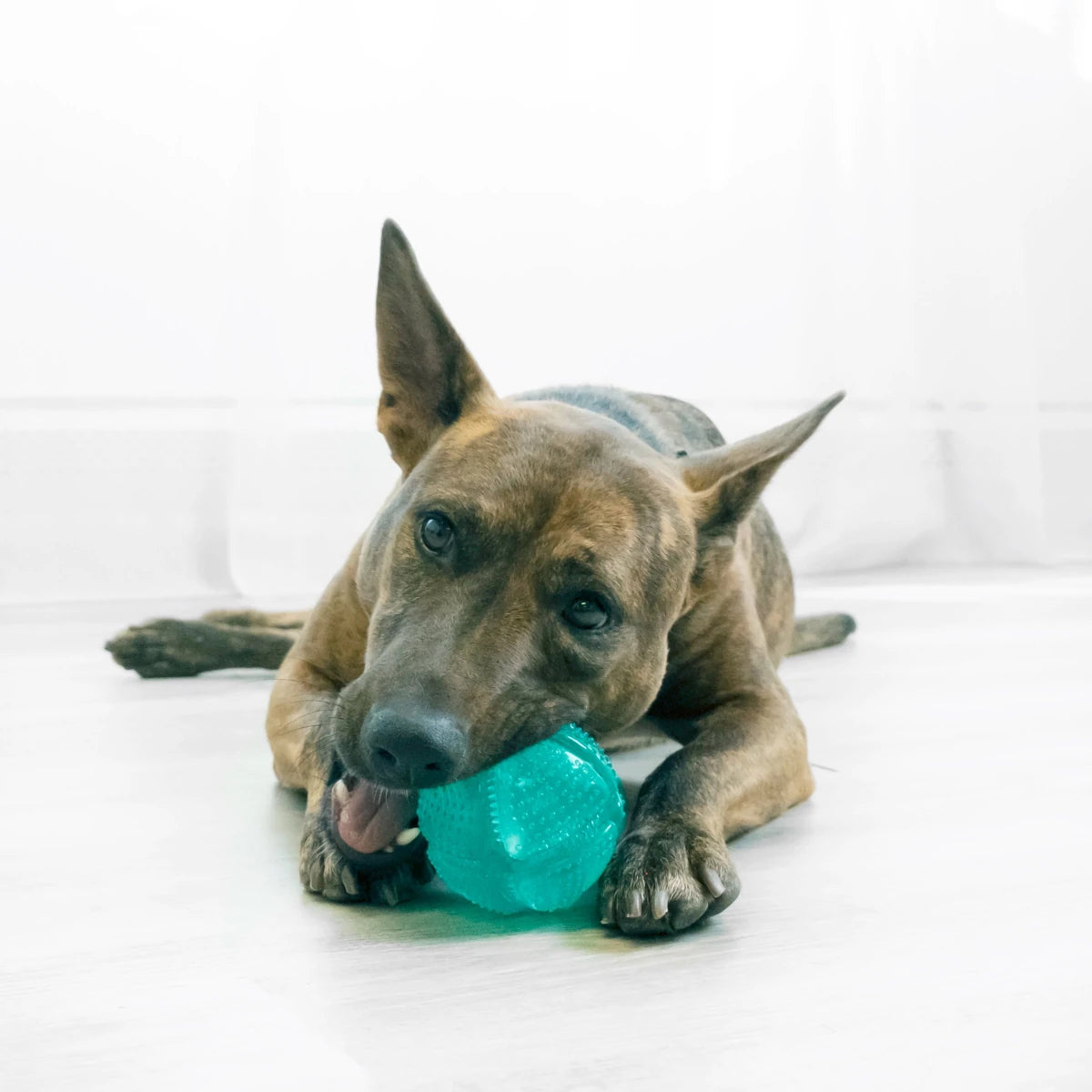 KONG Squeezz Dental Ball - Petzone Kenya