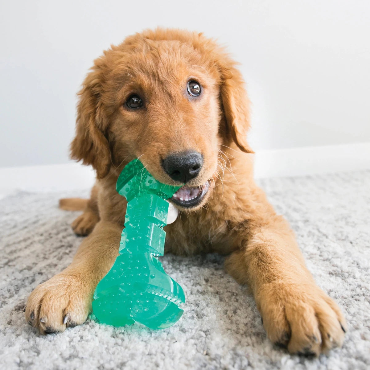 KONG Squeezz Dental Bone - Petzone Kenya