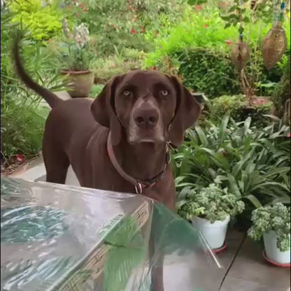 KONG Goodie Bone