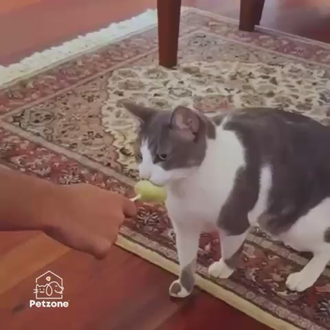 grey and white kat licking a cat treat - Lallipop Gnawlers