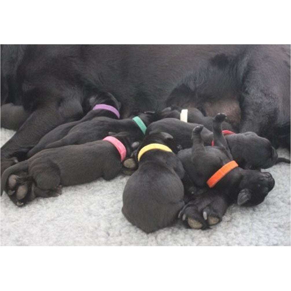 Puppy Identification Collars - Petzone Kenya
