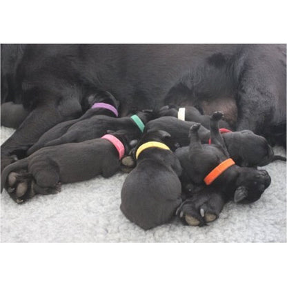 Puppy Identification Collars - Petzone Kenya